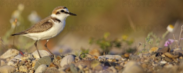 Animals, birds, plover, Kentish plover, (Charadrius alexandrinus), biotope, habitat, foraging, Lesbos, Greece, Europe