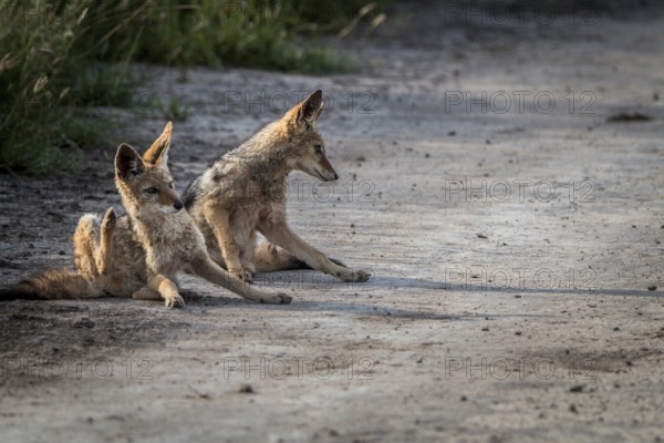 Two Black-backed jackals sitting in the sand in the Central Kalahari, Botswana, Africa