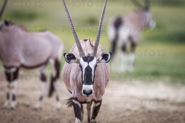 Gemsbok starring at the camera in the Kgalagadi Transfrontier Park, South Africa, Africa