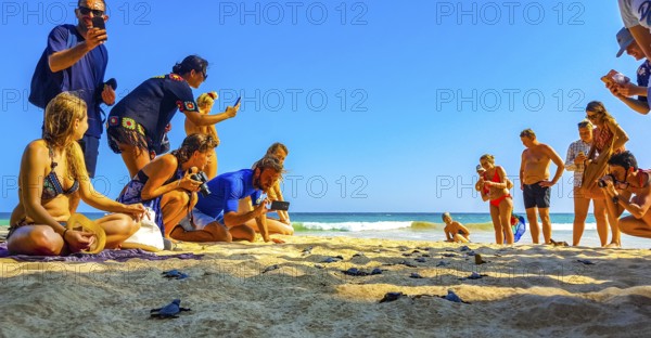 Many small baby turtles crawl out of the sand nest to the sea in Mirissa Beach Matara District Southern Province Sri Lanka