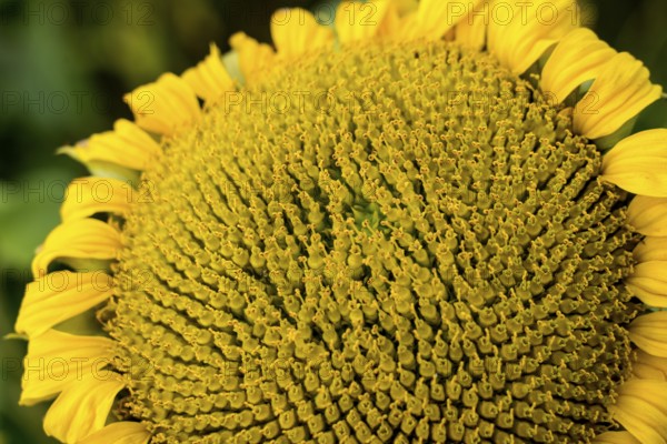 Common sunflower (Helianthus annuus), field in October as cover crop or catch crop, rural landscape near Gewissenruh, Wesertal, Weser Uplands, Weserbergland, Hesse, Germany, Europe