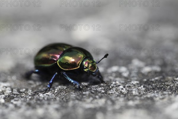 Side view of a dung beetle on a grey stone with iridescent rainbow-coloured wing covers