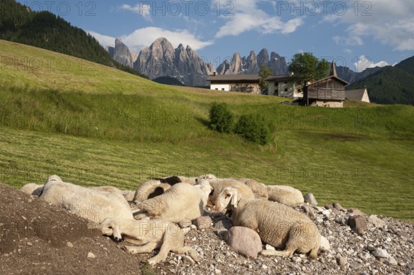 20.06.2019, St. Magdalena, Villnöss, Trentino, South Tyrol, Italy, Europe, Flock of sheep in the Villnöss Valley nature park Park with mountains of the Dolomites and Puez Geisler Group, Europe