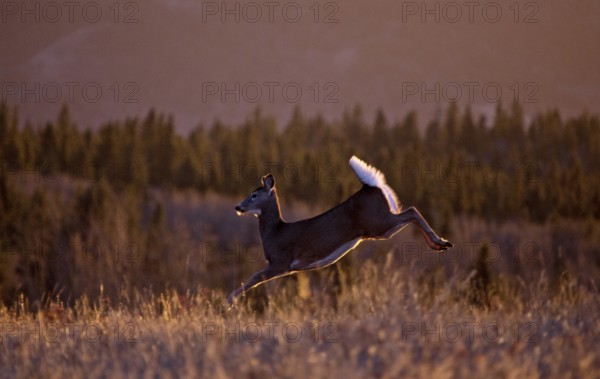 Cypress Hills Sunset Elkwater Alberta Horeshoe Canyon