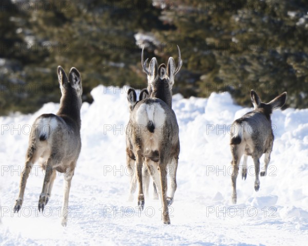 Deer in Winter in Saskatchewan Canada Rural Scene