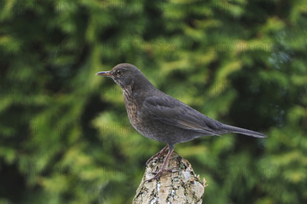 Blackbird female on a tree trunk