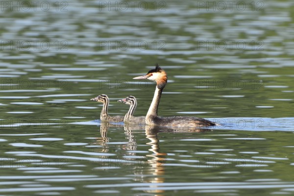 Great crested grebe, Great crested grebe, Podiceps cristatus, Grebe, Europe, Europe, Germany, Germany, Europe