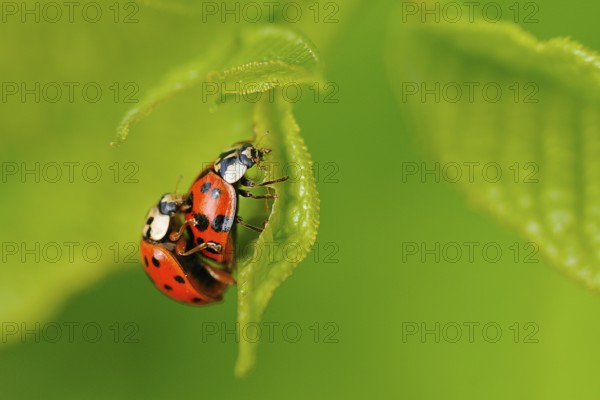 Asian lady beetle (Harmonia axyridis) Harmonia axyridis coppula