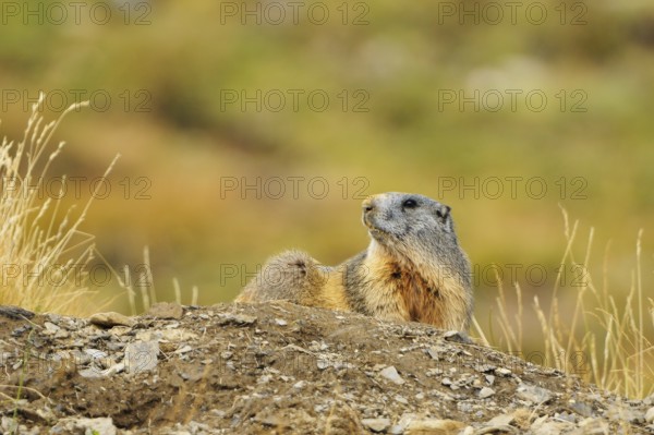 Marmot observe their environment