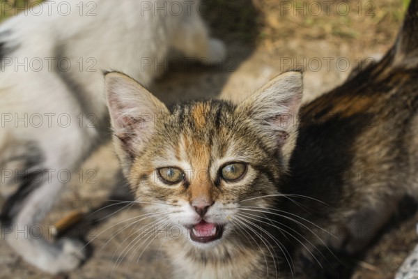 Portrait of striped cat, Stray homeless catourdoors in street