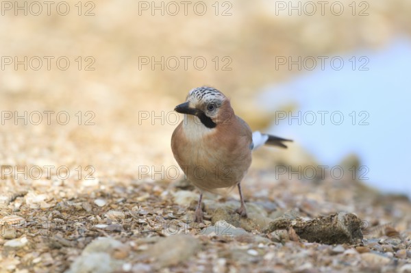 Eurasian jay in nature near water