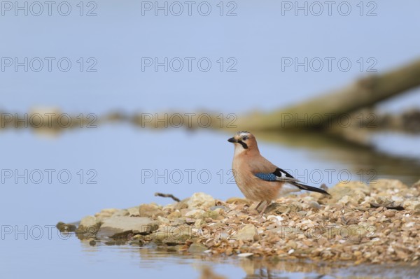 Eurasian jay in nature near water