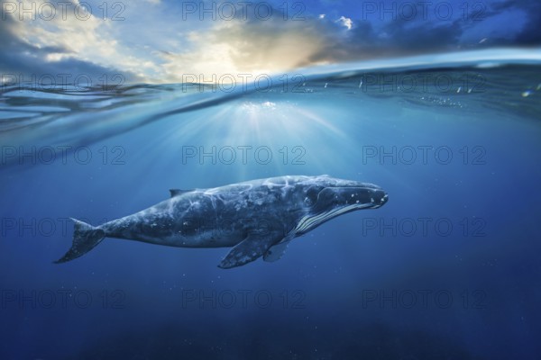 Whale in half air