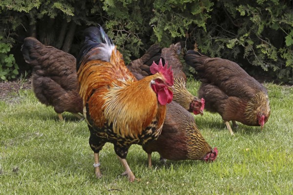 Chickens, Welsumer chicken breed