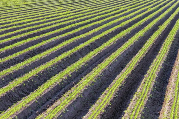 Carrot Field Green Rows, Carrots Growing on Field