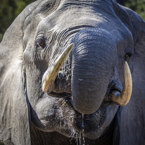 African elephant (Loxodonta africana) drinking, portrait, Manyeleti Game Reserve, South Africa, Africa