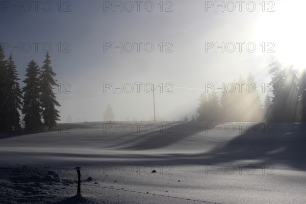 Mountain forest