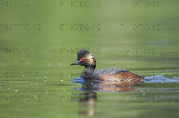 Black-necked Grebe (Podiceps nigricollis)