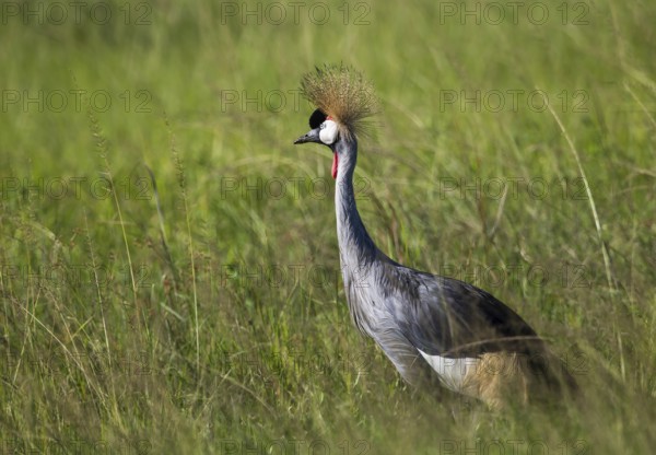 Crowned crane (Balearica pavonina)