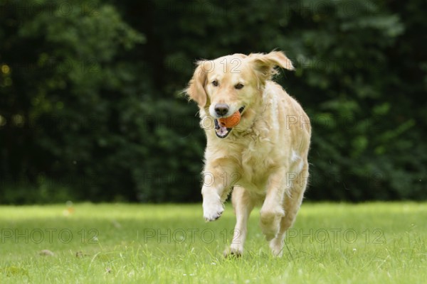 Golden Retriever jumps in a garden