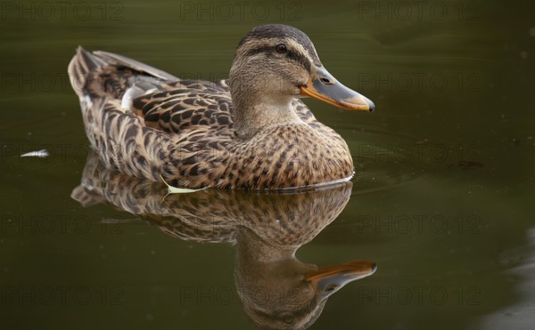 Mallard (Anas platyrhynchos)