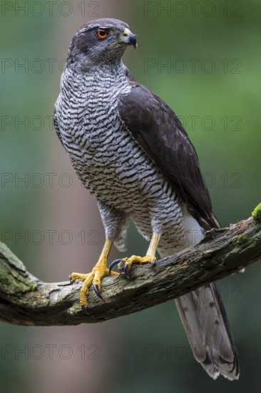 Goshawk (Accipiter gentilis)