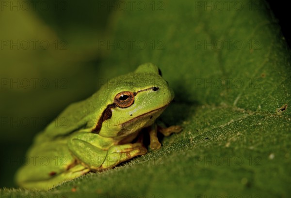 Tree frog (Hyla aborea)