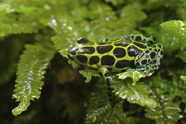 Variable poison dart frog (Ranitomeya variabilis)