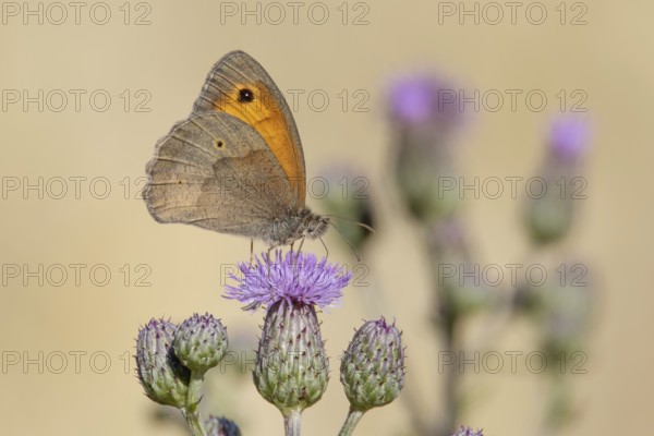 Meadow Brown (Maniola jurtina)
