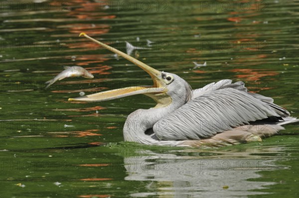 Rufous pelican (Pelecanus rufescens)