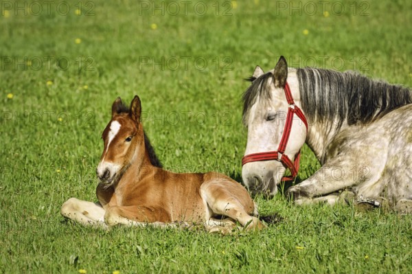 Horse with a Foal on the Green Lawn Busteni, Romania, Europe
