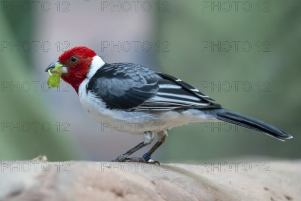 Red-cowled Cardinal (Paroaria dominicana)