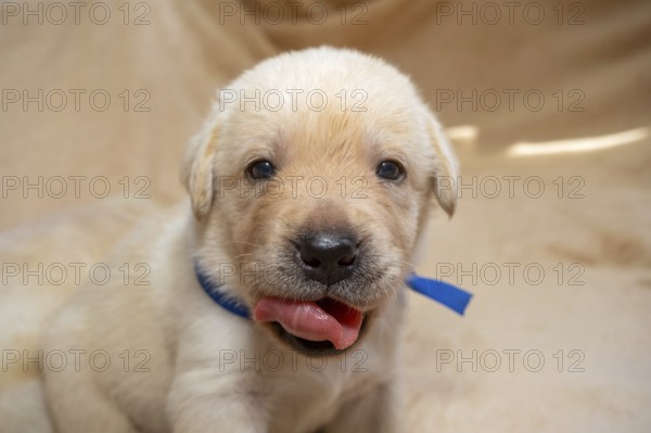 Beautiful young yellow labrador retriever puppy dog portrait