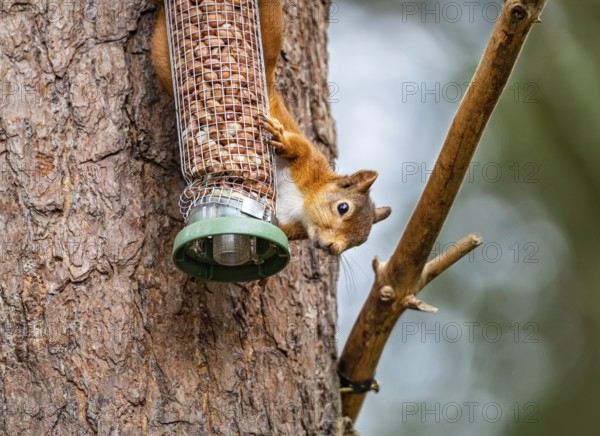 Red Squirrel on a peanut bird feeder