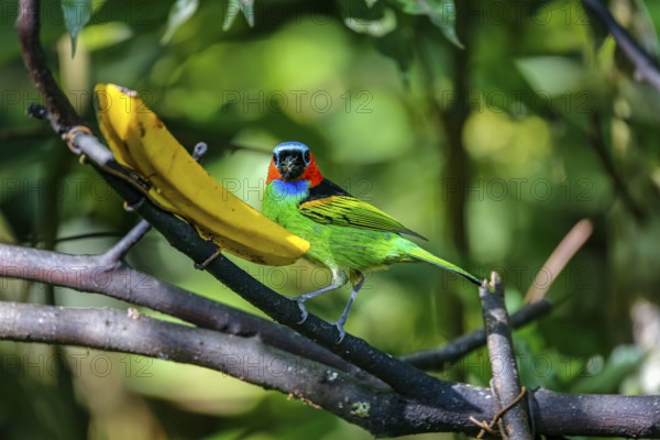 Close-up of a Red-necked tanager feeding on a banana, facing to camera, against defocused green background, Folha Seca, Brazil, South America