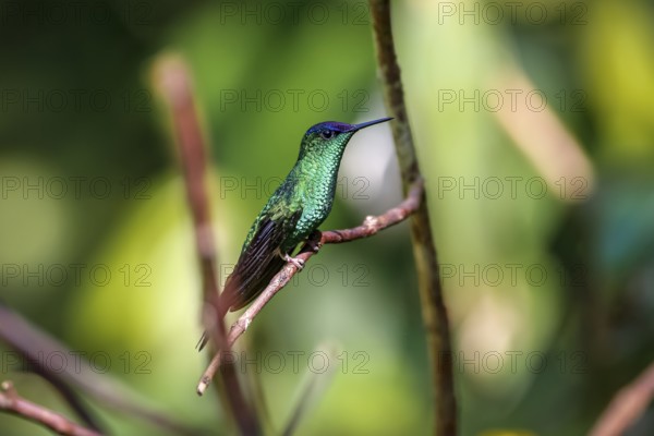 Violet-capped woodnymph perched on a branch against defocused background, Folha Seca, Brazil, South America