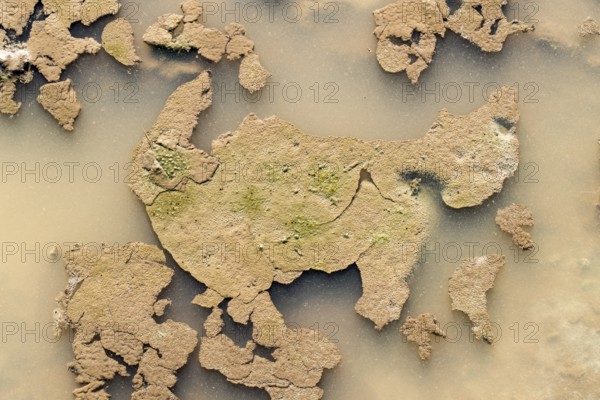 Puddle, looks like an animal