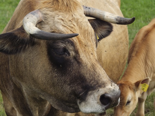 Close-up of a cow with horns and a calf in the background, Velen, North Rhine-Westphalia, Germany, Europe