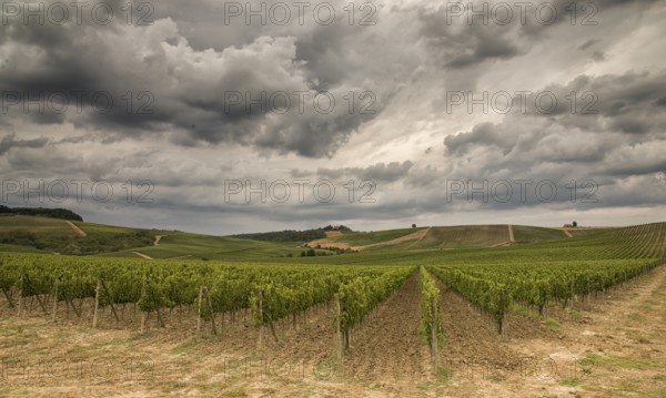 Vineyards in Tuscany under a dramatic cloudy sky