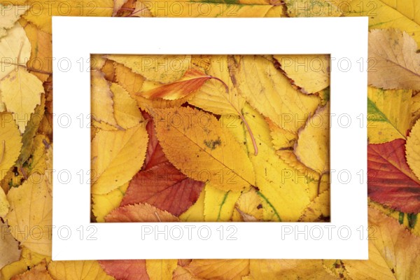 Big hollow thick horizontal frame lies in the center of yellow autumn leaves.