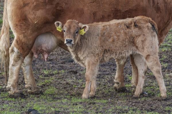 A calf stands close to a cow in a meadow. The calf is wearing yellow ear tags, weseke, münsterland, germany