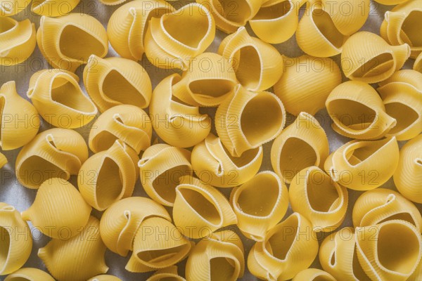 Shell macaroni background food and drink concept