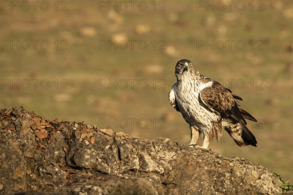 Aquila fasciata, spain