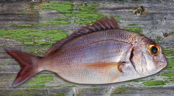 Snapper fish catch fresh red pink color Lutjanus Campechanus