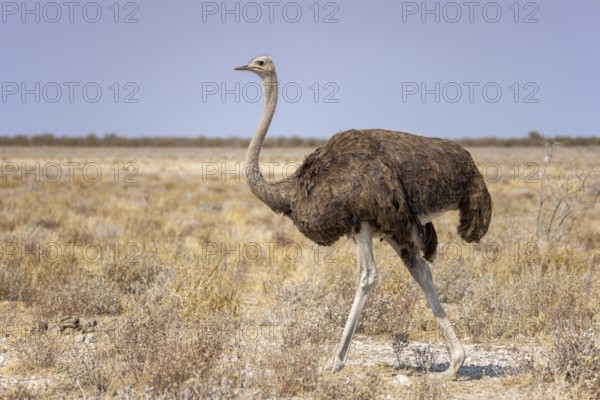 Common ostrich, Struthio camelus, Etosha National Park, Namibia, Africa