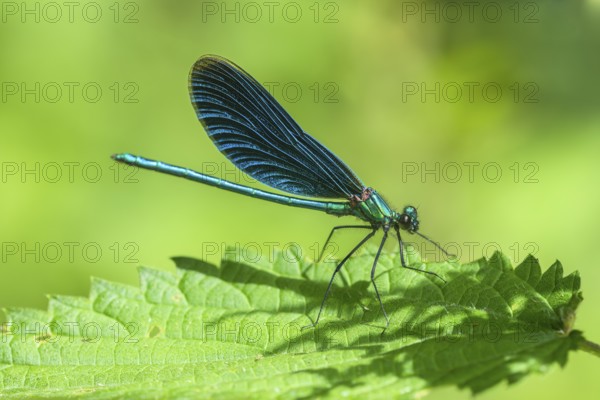 Blue-winged damselfly (Calopteryx virgo), male, ?, sunbathing on nettle leaf, Dillendorf, Rhineland-Palatinate, Germany, Europe