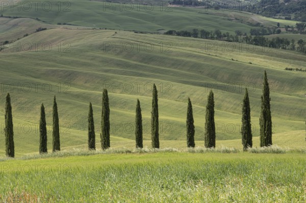 Val d'orcia, rolling hills with cypress trees, landscape, tuscany, italy