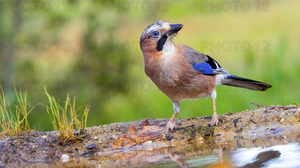 Jay, Garrulus glandarius, Forest Pond, Mediterranean Forest, Castilla y Leon, Spain, Europe