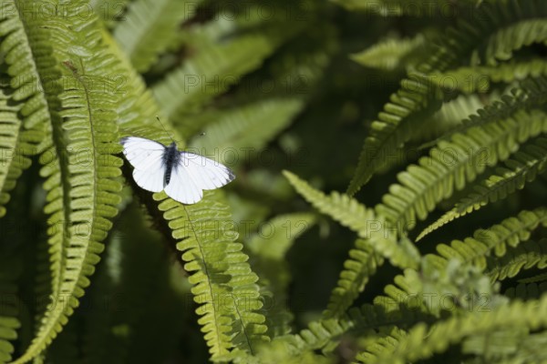 Small White, Pieris rapae, resting on a fern in the spring sunshine in Scotland