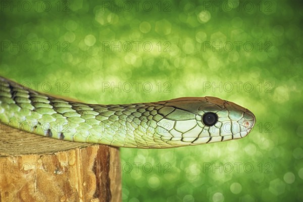 Green Snake on the Stump Varna, Bulgaria, Europe